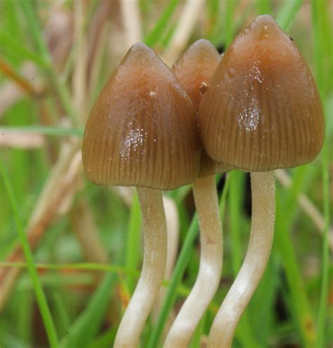 The advantages of buying magic mushrooms online vs. in-person